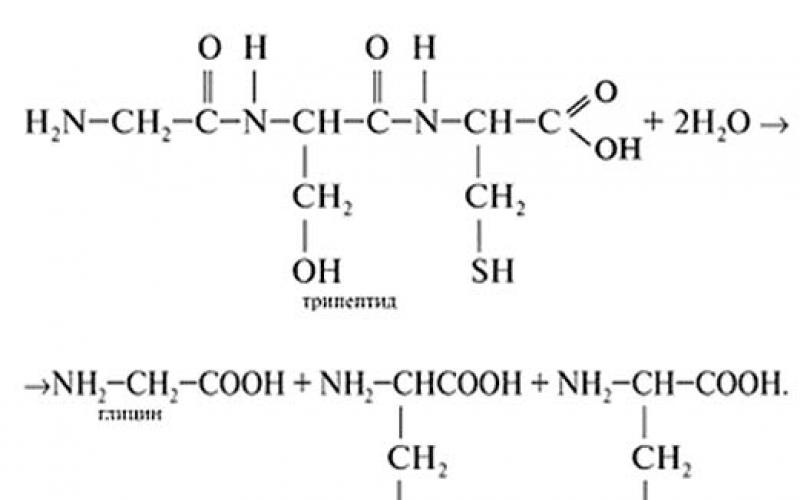 Составьте уравнение химической реакции гидролиза белковой молекулы