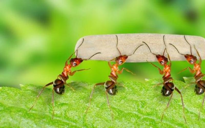 К чему снится муравьи много маленьких