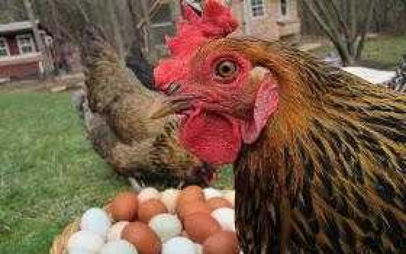 Снятие порчи яйцом: правила проведения и расшифровка результатов